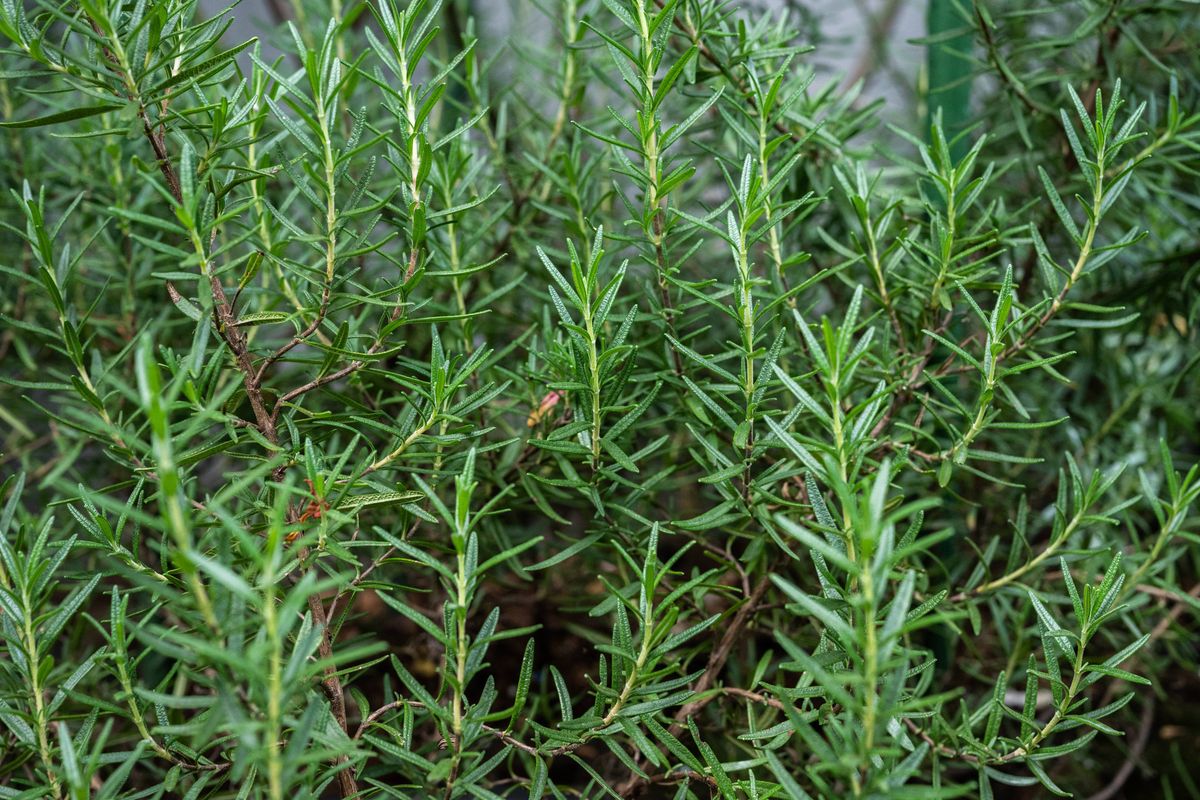 Rosemary is an evergreen plant of the mint family (Lamiaceae), the leaves of which are used to flavor foods.
