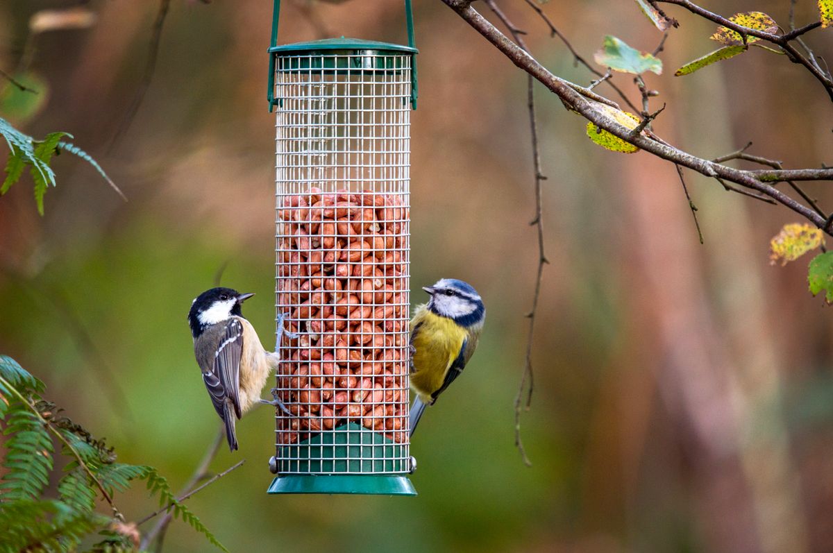 Birdwatch Ireland are advising people not to feed birds during the Spring and Summer month