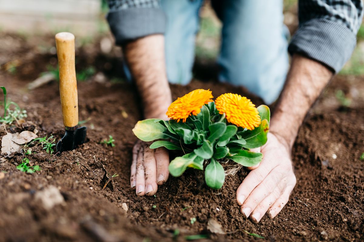 A man planting