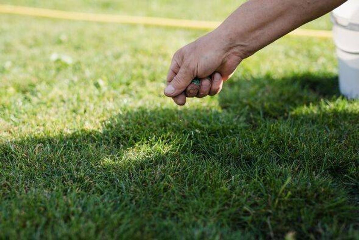 Lawn overseeding