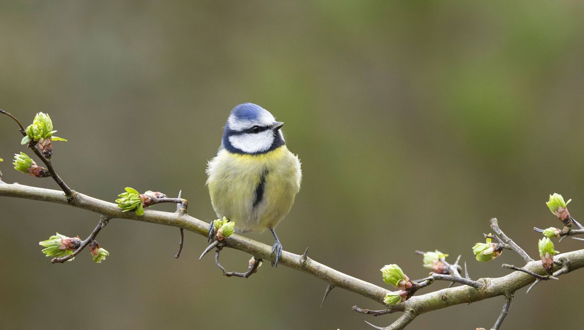 Blue tit perched on a branch