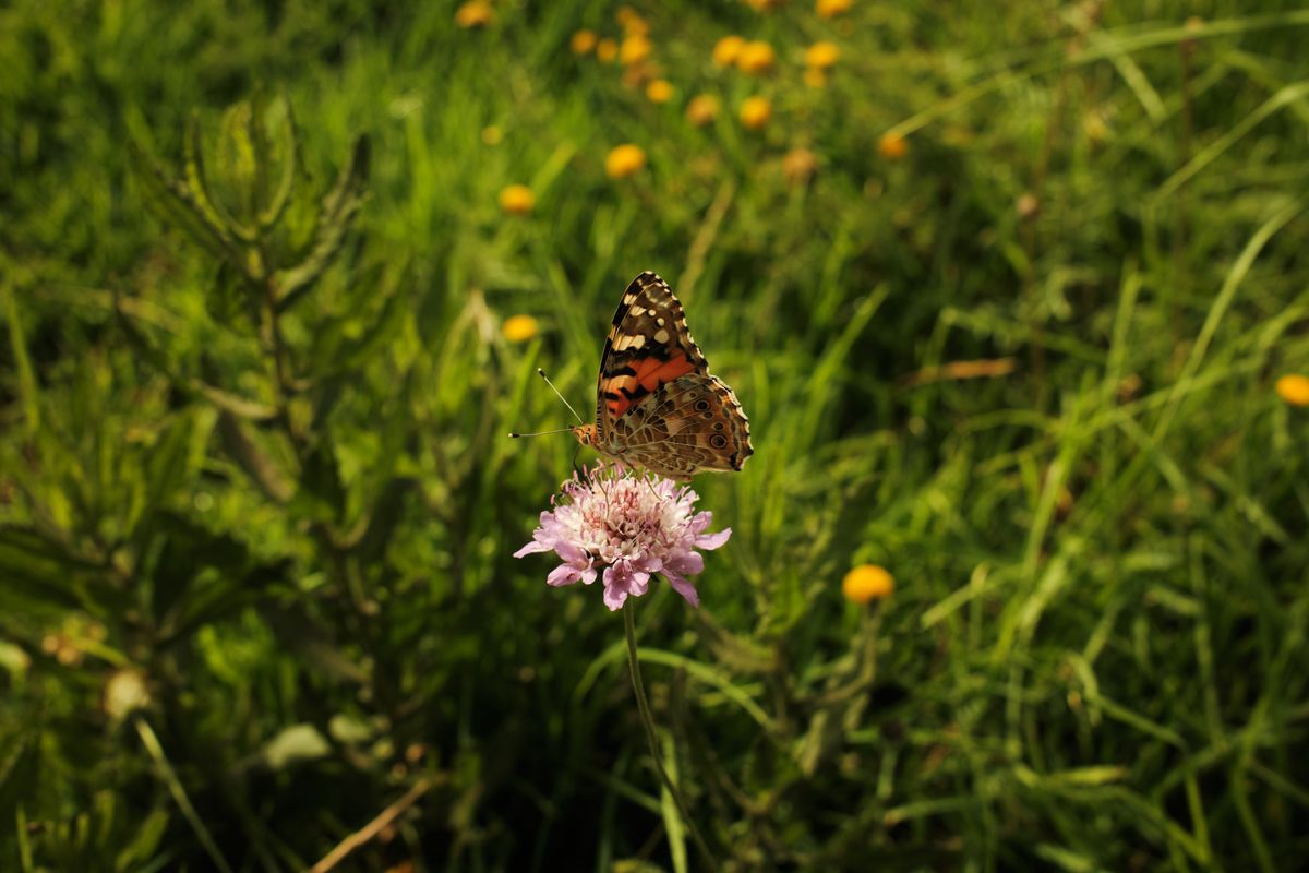 A close-up of a painted lady butterfly (Vanessa cardui) perched on a delicate pink wildflower, surrounded by green grass and small yellow flowers. The warm sunlight highlights the textures and vibrant colors, evoking the tranquility of a spring or summer meadow.