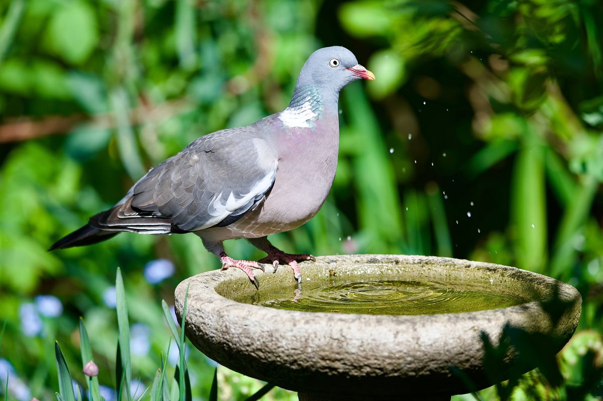 common garden wood pigeon drinking from a garden bird bath