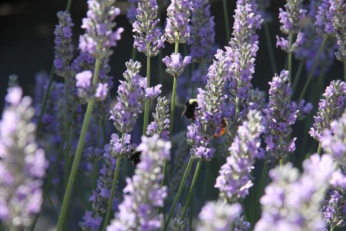 Lavender garden