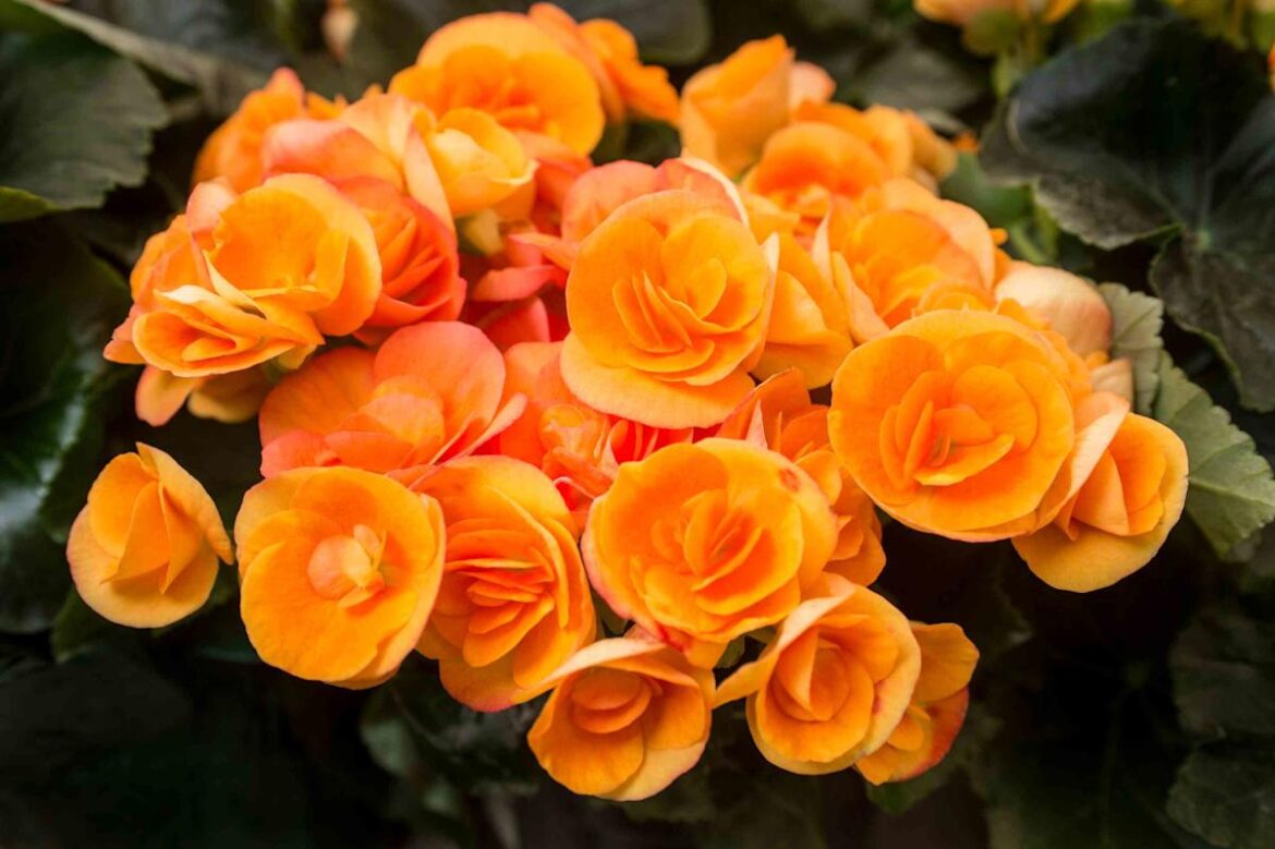 5 Outdoor Plants That Are Surprisingly Happy Indoors 5 Outdoor Plants That Are Surprisingly Happy Indoors
