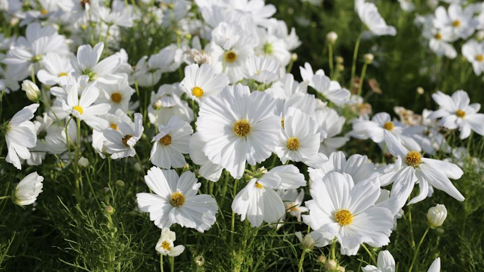 White cosmos flowers in the park