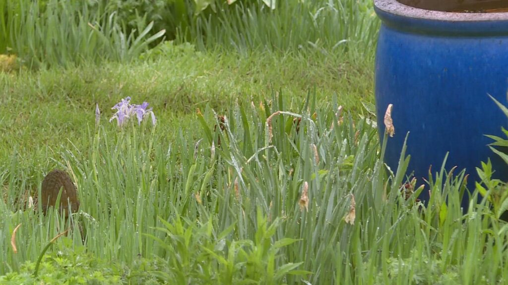 Spring garden tips: Spread nature’s best fertilizer Spring garden tips: Spread nature's best fertilizer