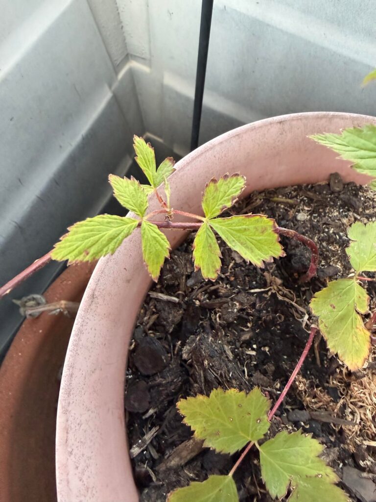 Any idea whats wrong with this guy?