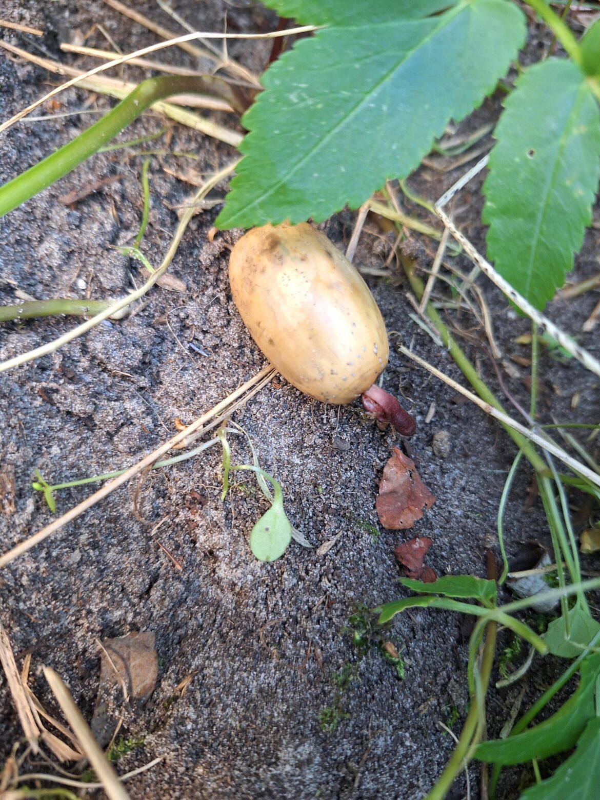 Is this an acorn or something else..?