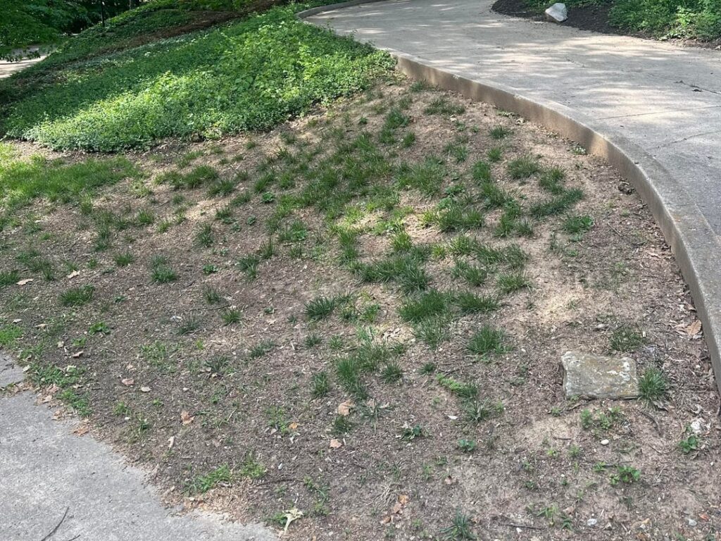 SOS - Lawn so dead, now facing hillside erosion