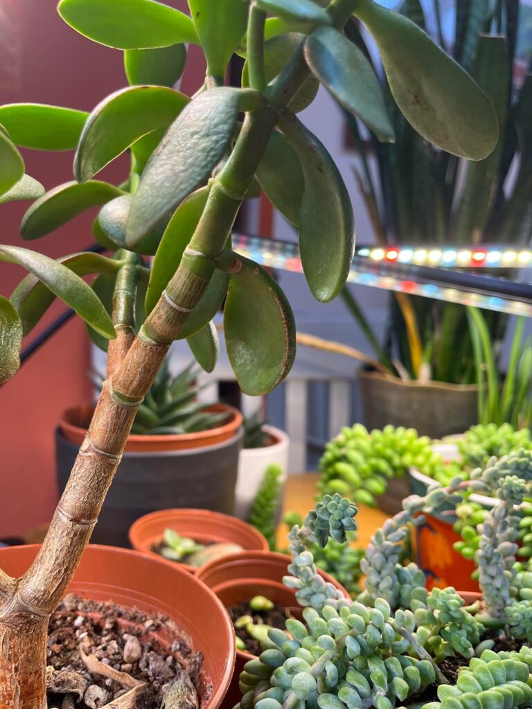 Jade plant | Drooping leaves, brown undersides Jade plant | Drooping leaves, brown undersides