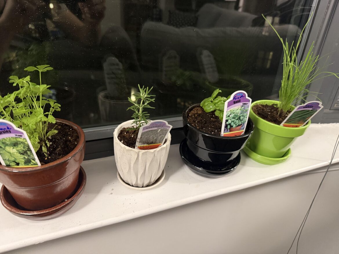 First Herb Garden