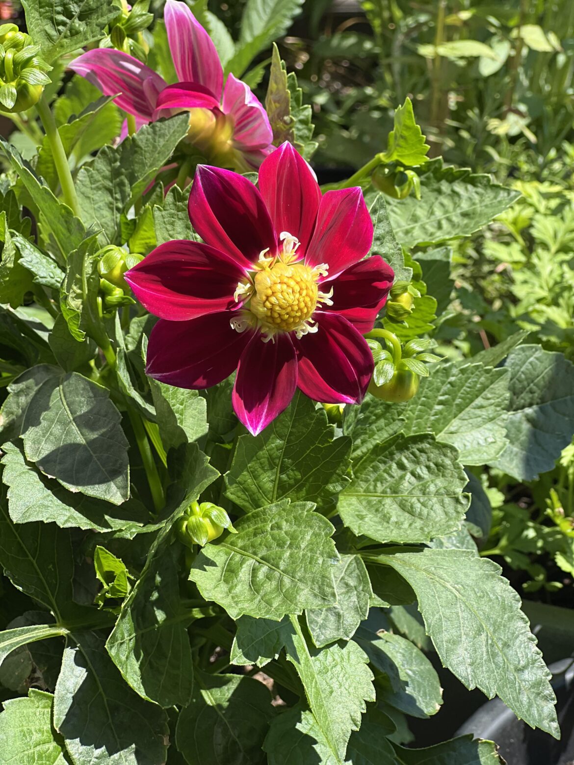 My dahlia grown from seed