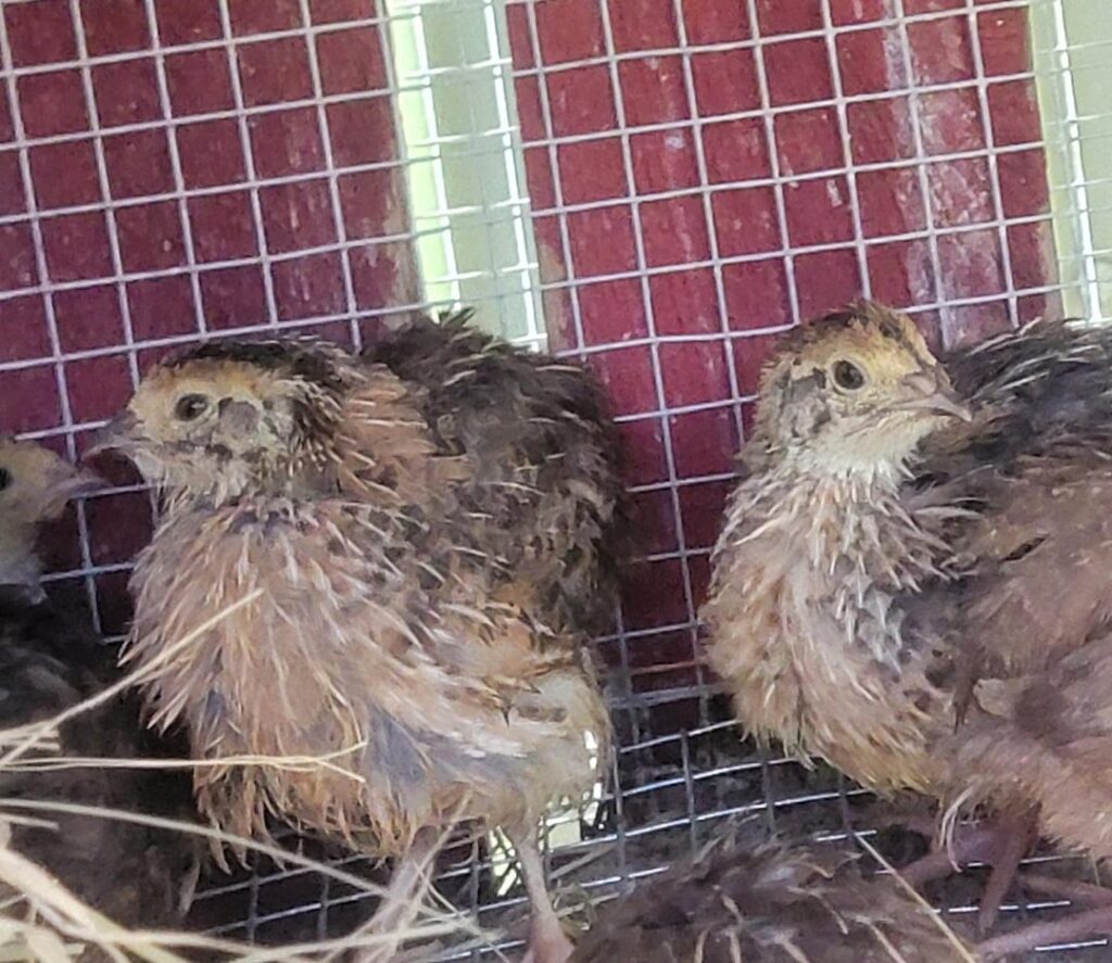 Males?