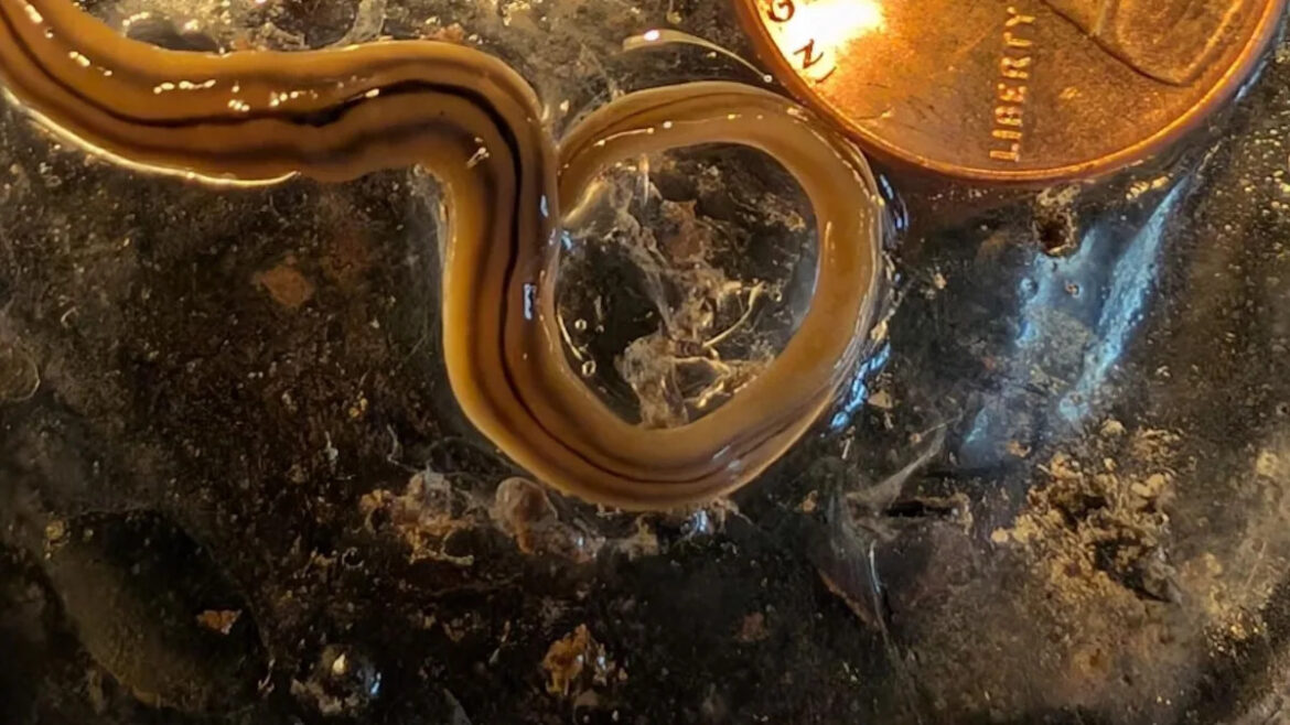 ‘Don’t handle with bare hands’: Gardener issues warning after finding hammerhead worm in yard 'Don't handle with bare hands': Gardener issues warning after finding hammerhead worm in yard