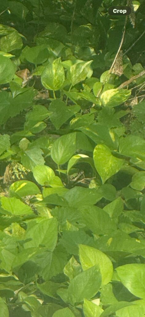 Wild pothos at a random apartment complex in central Florida