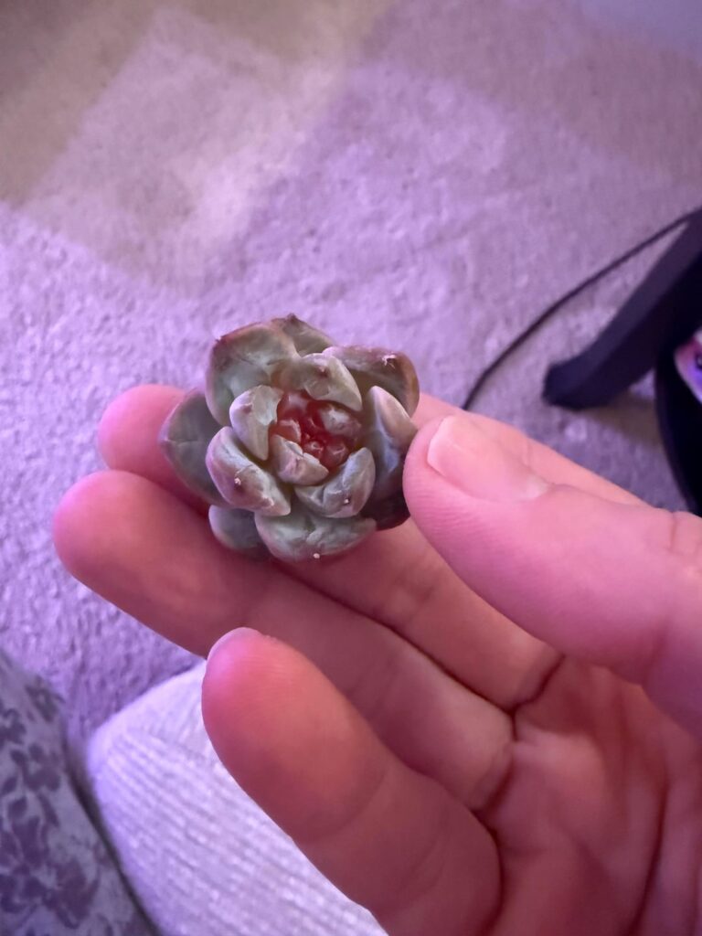 I’ve had this plant for month or so but it doesn’t want to sprout roots