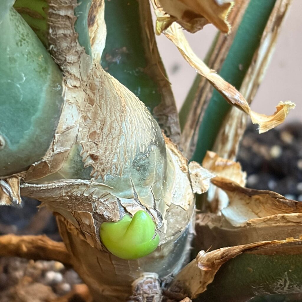 Is This a new leaf node?