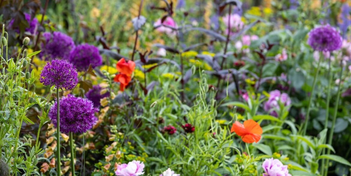 These 3 Fast-Growing Wildflowers Will Fill Out Your Garden Borders in Weeks These 3 Fast-Growing Wildflowers Will Fill Out Your Garden Borders in Weeks