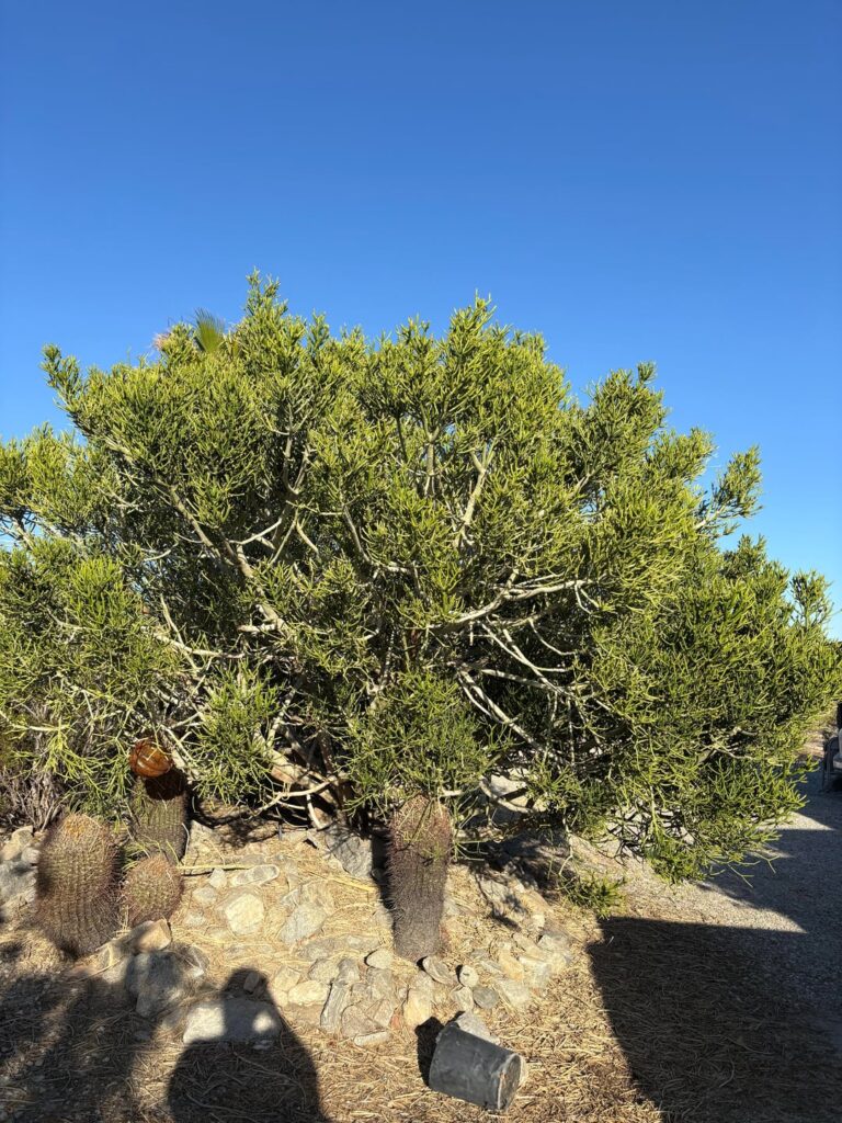 Fire tree