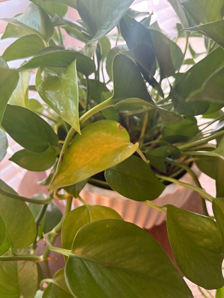 Recently got my first houseplant, worried about his new yellow leaves Recently got my first houseplant, worried about his new yellow leaves