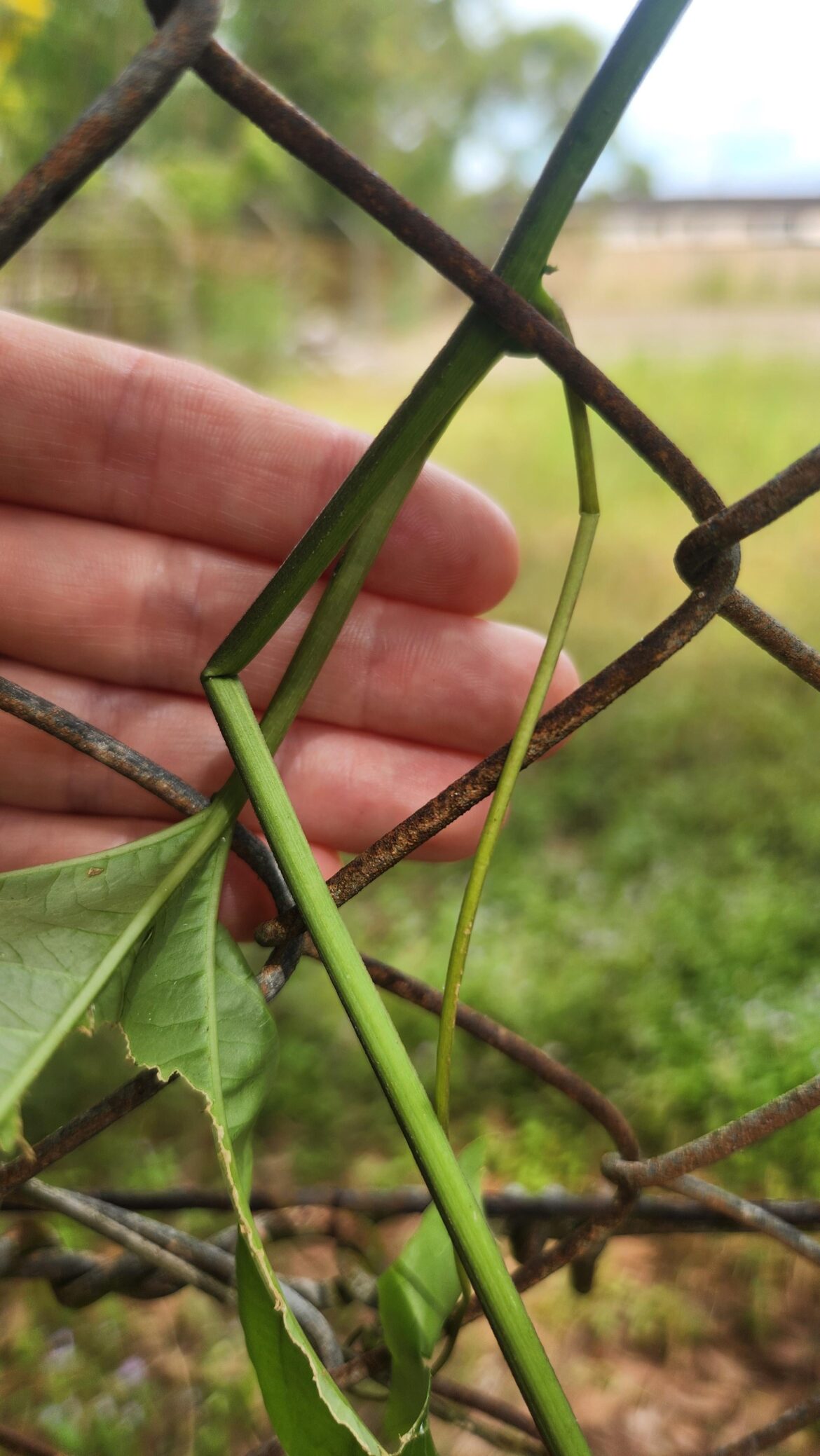 Passionfruit vine damage, do I cut or leave it? Passionfruit vine damage, do I cut or leave it?