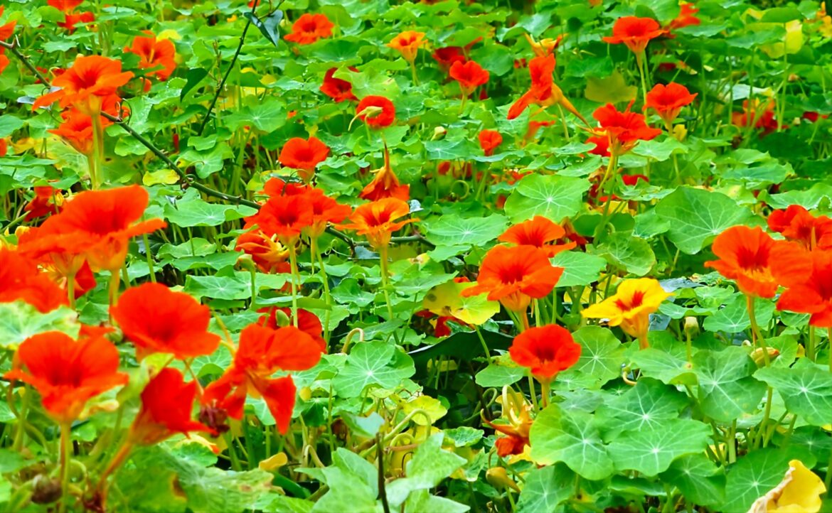Capuchina(Tropaeolum majus)[OC].