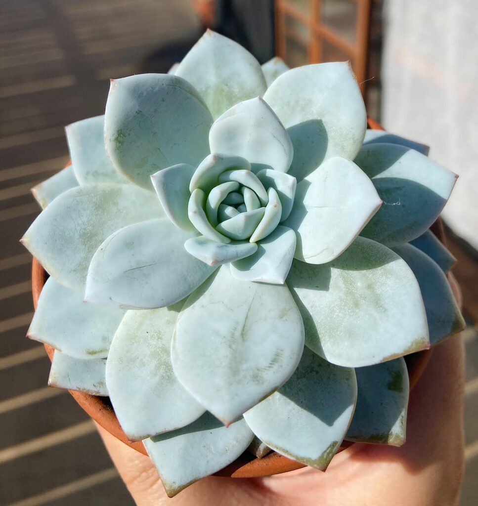 🤯👀Almost perfect , Echeveria ‘ White Lotus’ 🪷 🥰