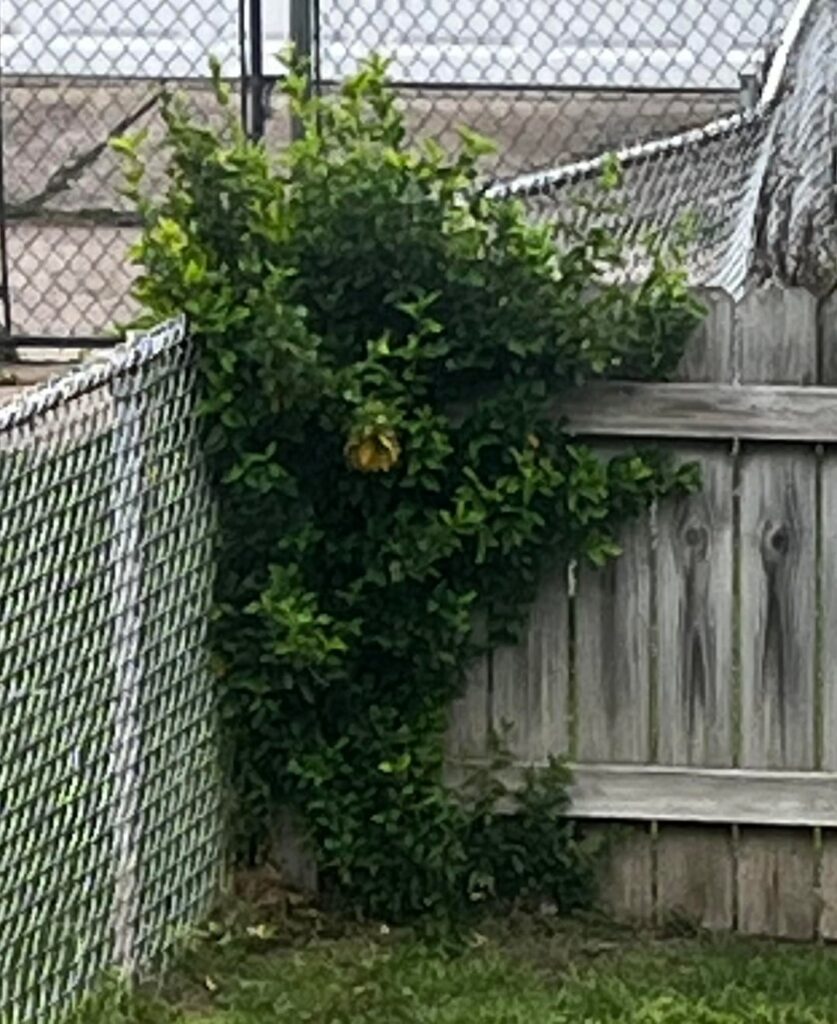 Plant appeared this spring on back fence in St. Louis, MO