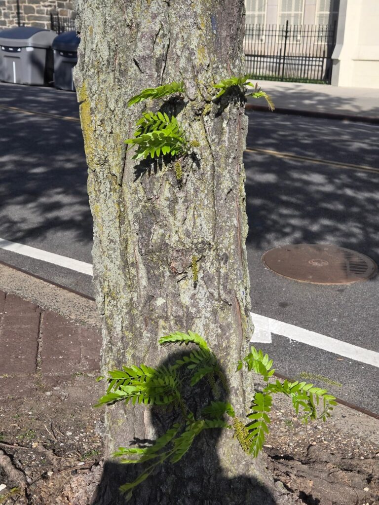 Is this Honey Locust tree exhibiting cauliflory?