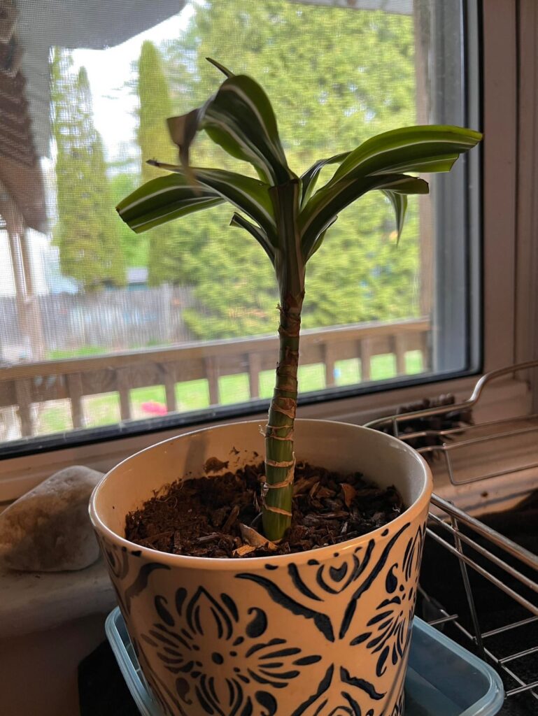 What should my next step be for my poor spider plant?