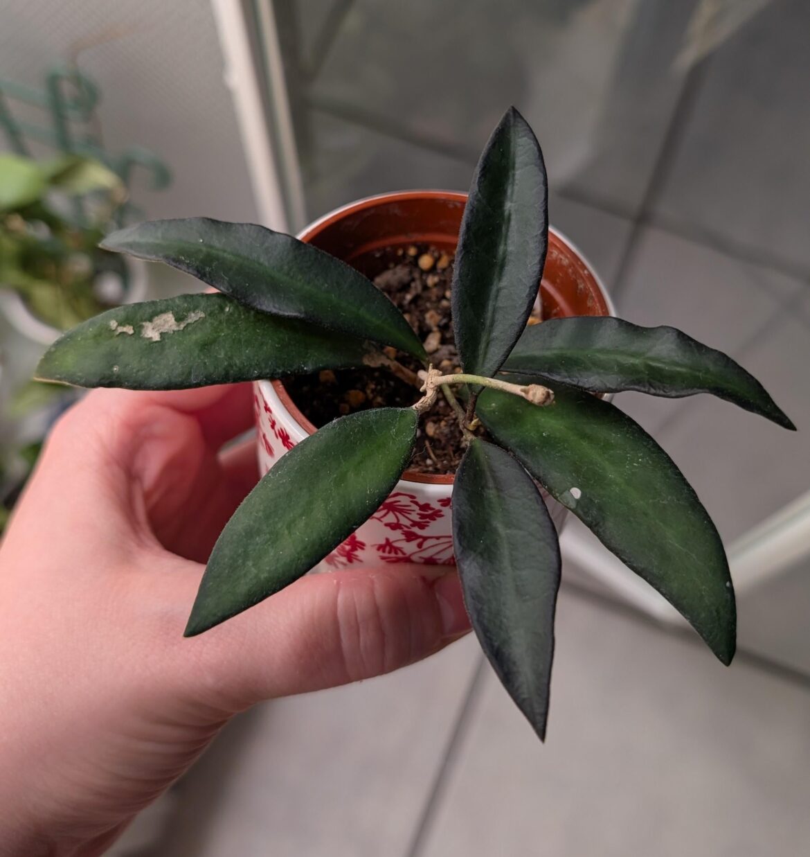 Sold to me as Rosita, but I doubt it