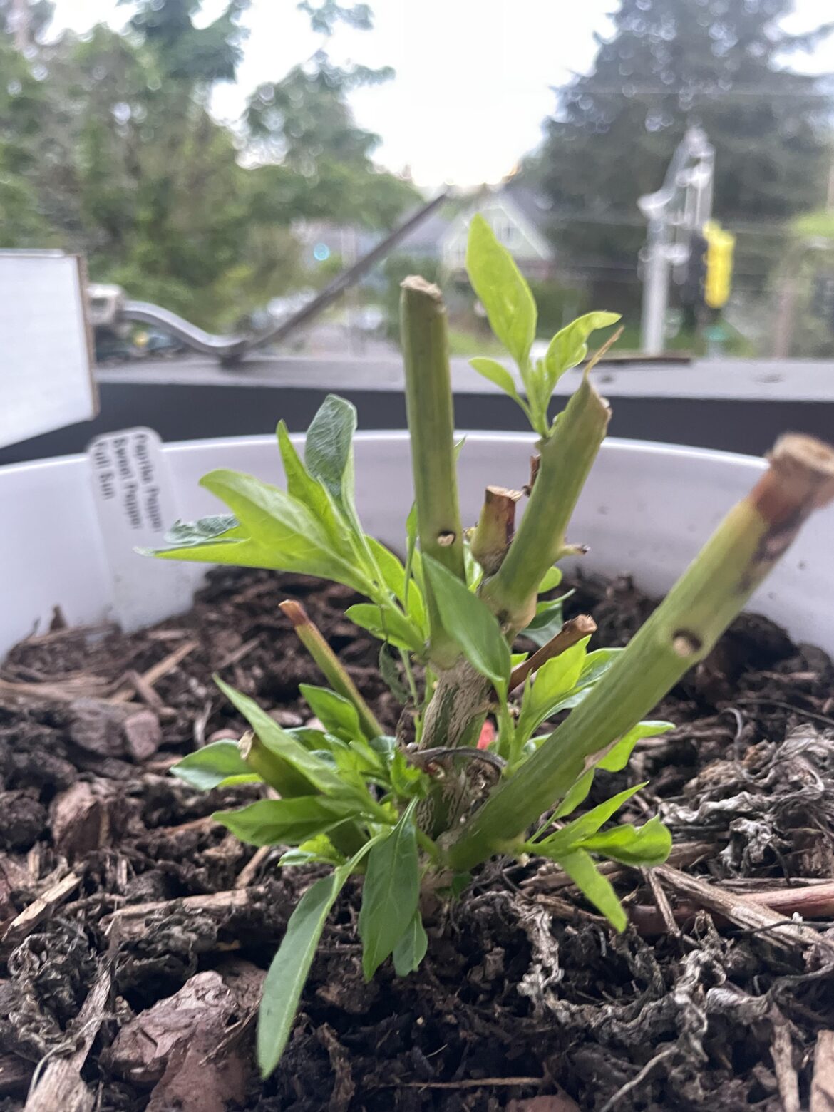 First successful overwintering of a pepper! It’s the little things in life