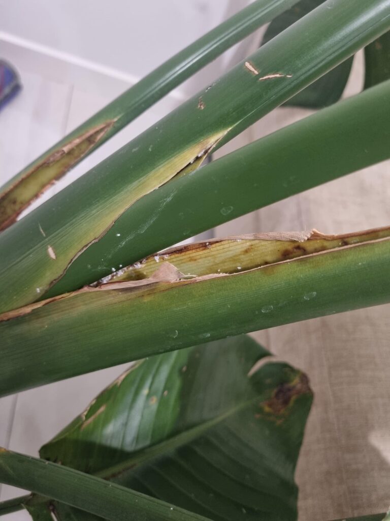 Losing the battle with mealybugs