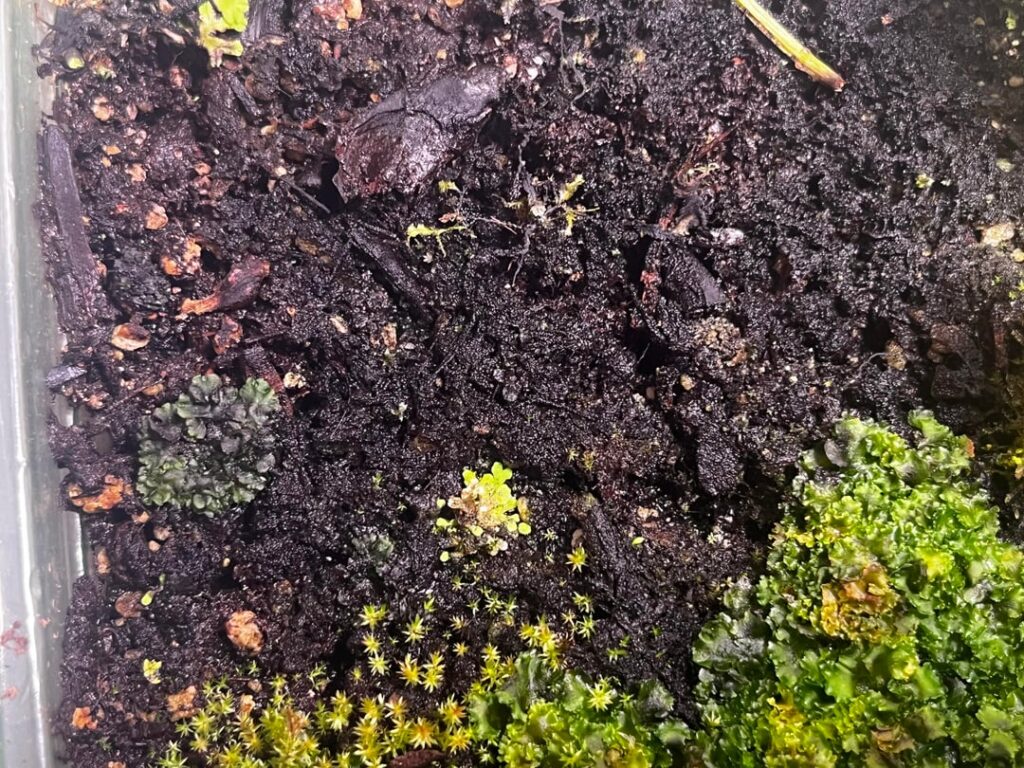 how do i get rid of this malicious black goo taking over my terrarium??? how do i get rid of this malicious black goo taking over my terrarium???