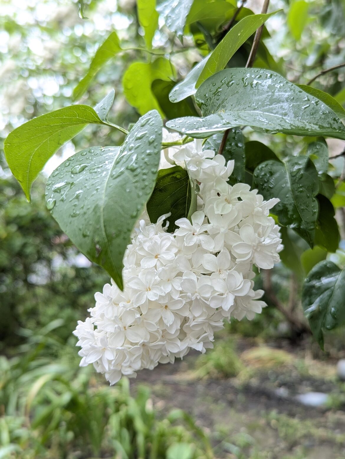 White lilac after rain (South of Ukraine)