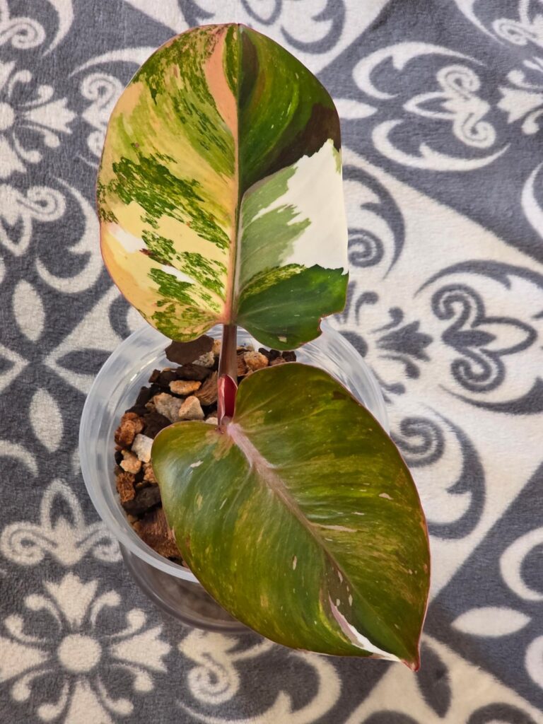 Two of my favorites