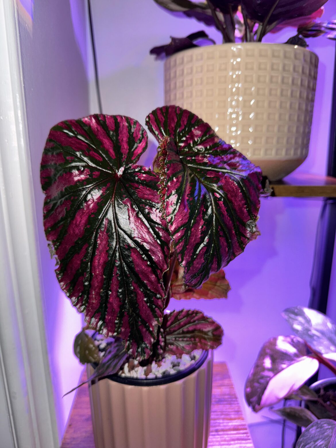 Is humidifier a must for Begonias?