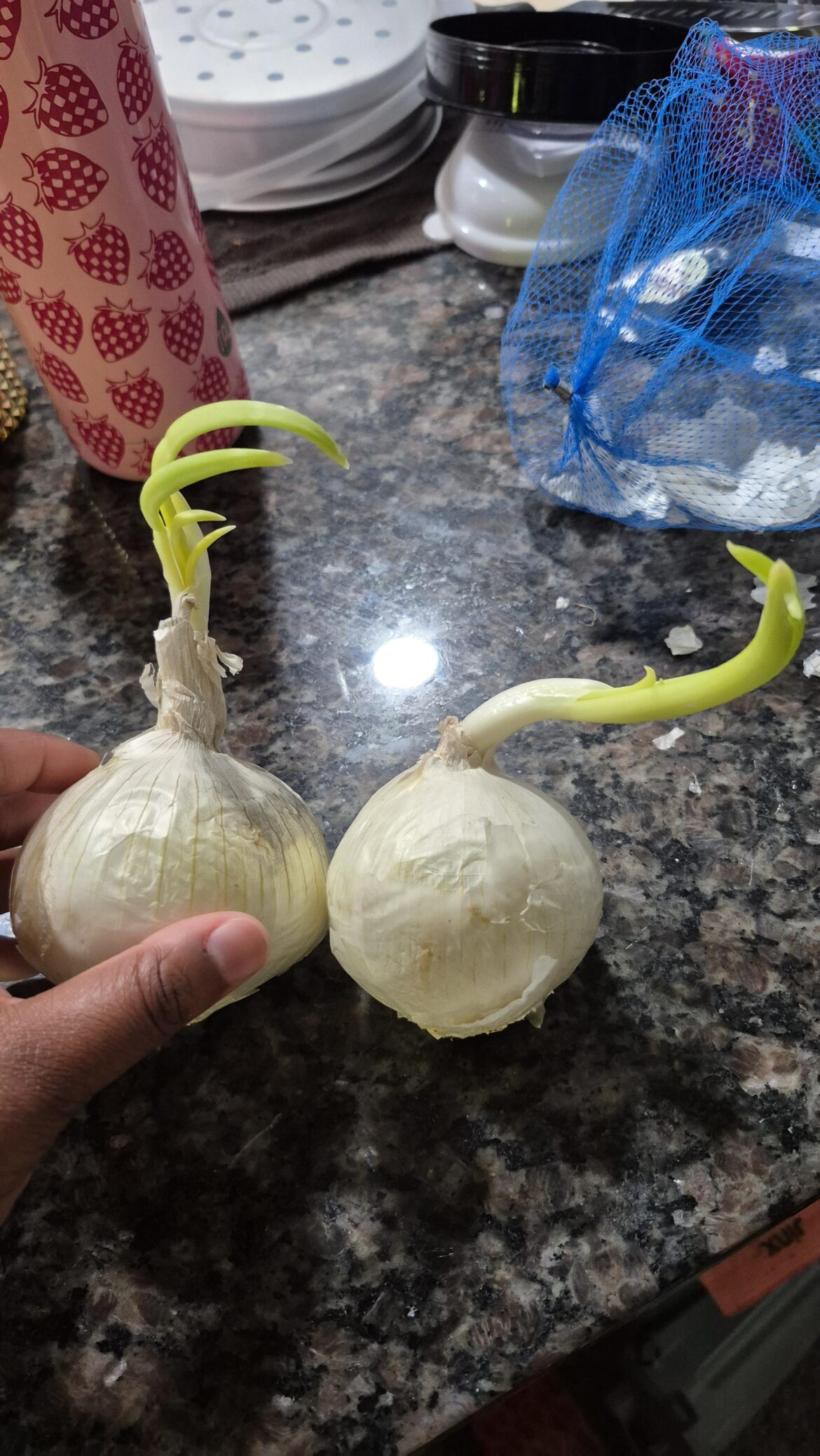 Will these grow into onions?