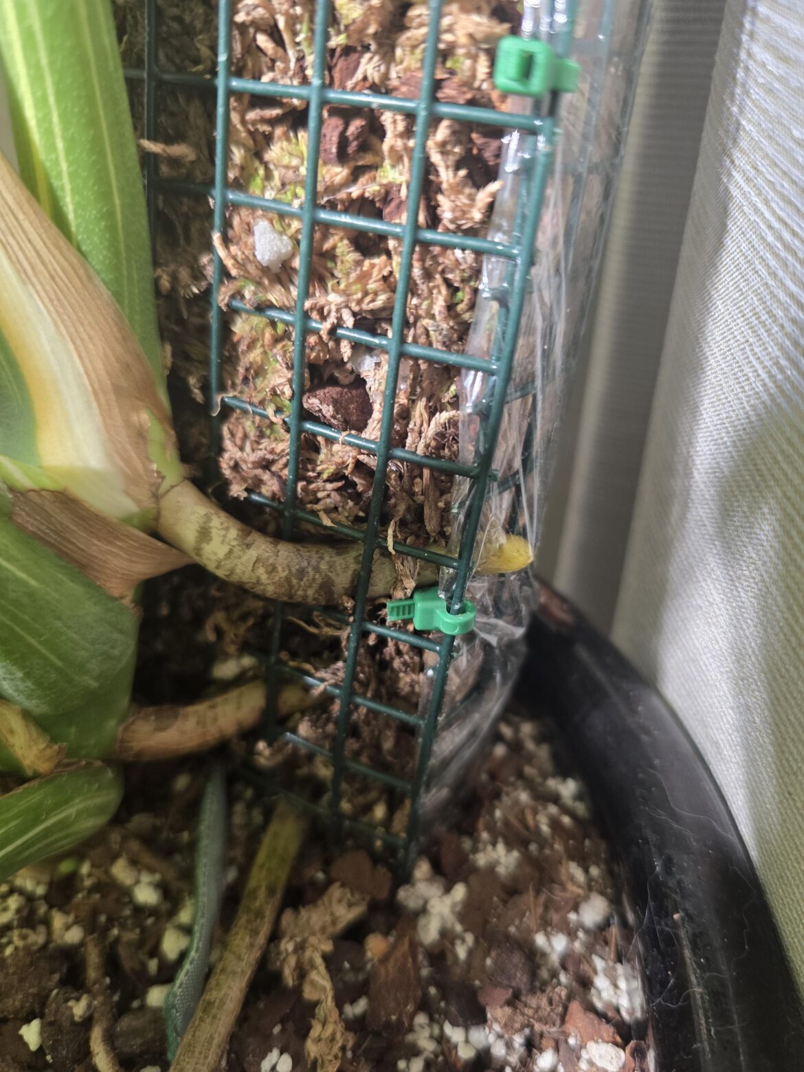 When the new aerial root is being an asshole.