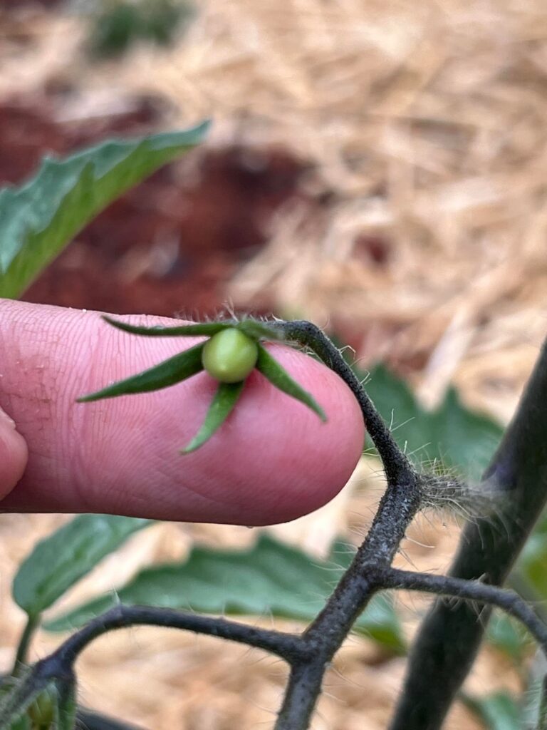 First Tomatoes of the Season
