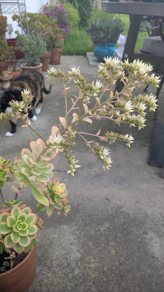 Terminal bloom?