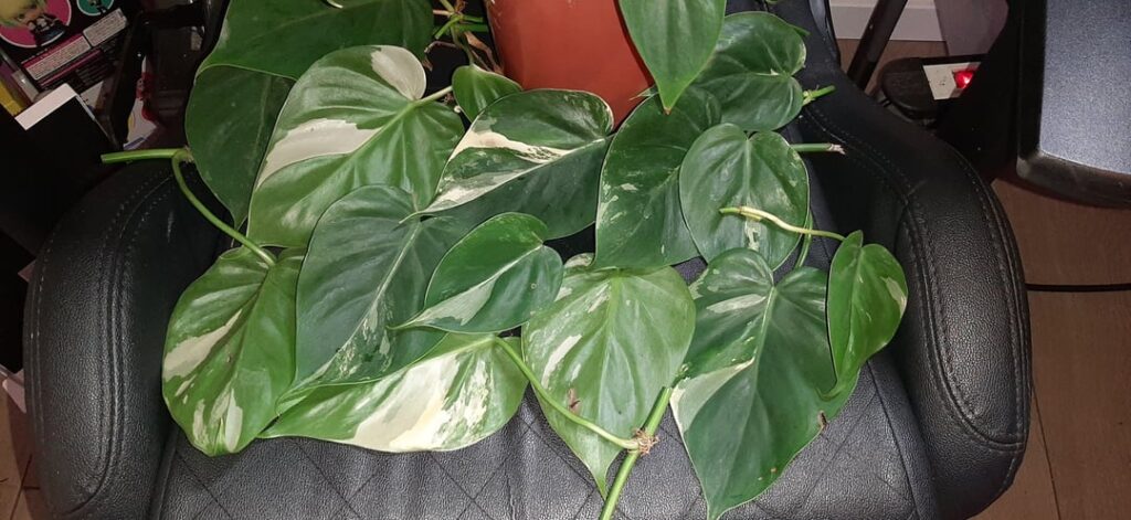 Update on the heartleaf sport find! Update on the heartleaf sport find!