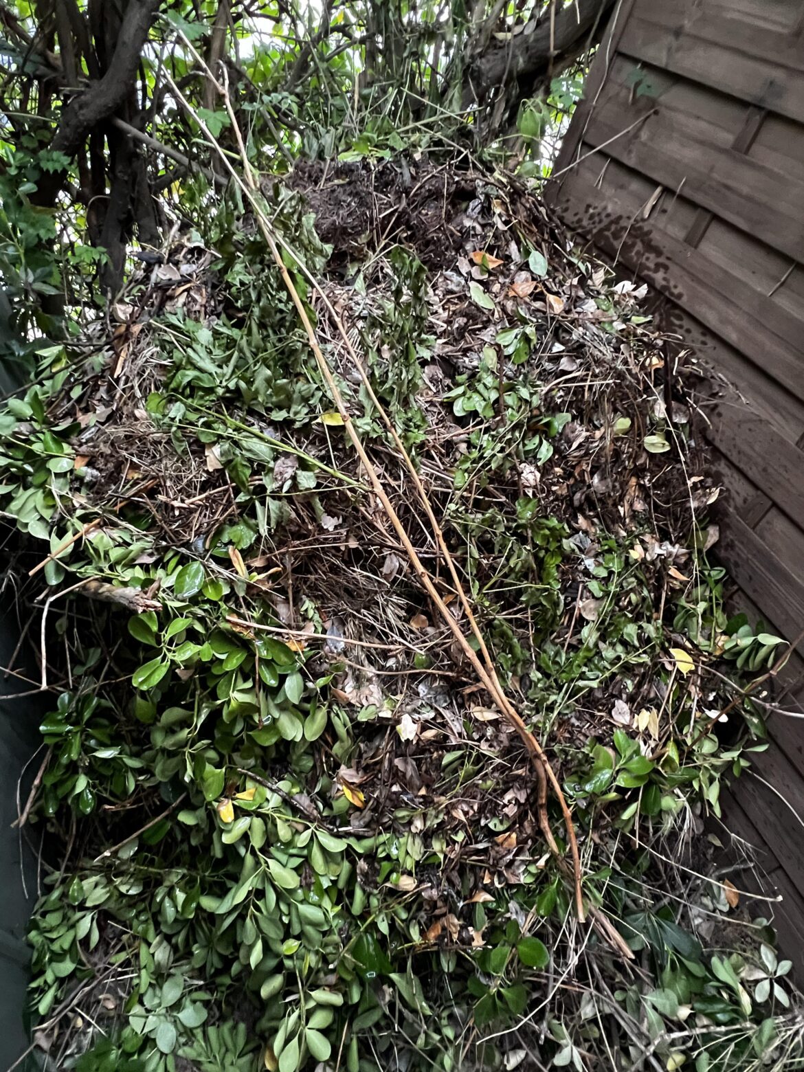First time composter, is my pile okay ?