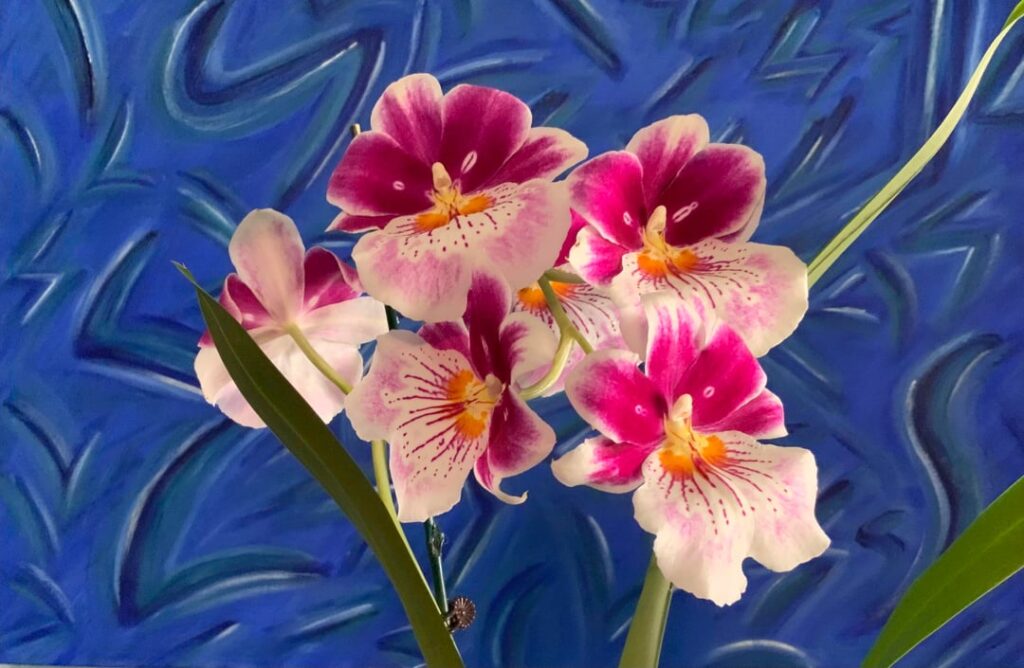 Miltoniopsis Breathless Fireworks plant 2