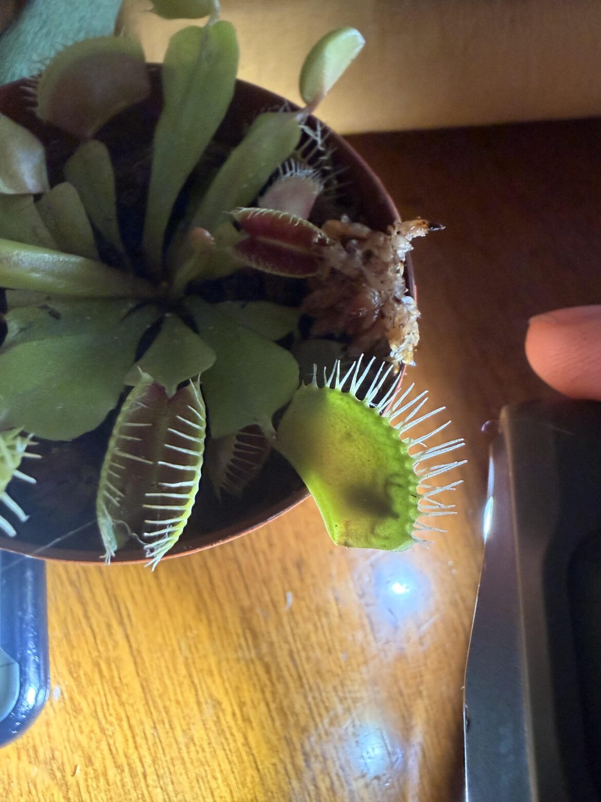My VFT Eating the Tick that Ate Me
