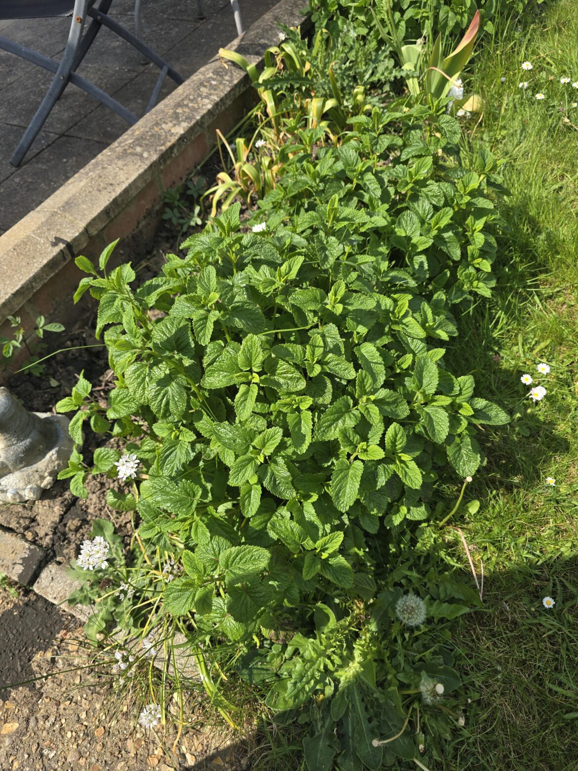 I found a bunch of these in my garden.