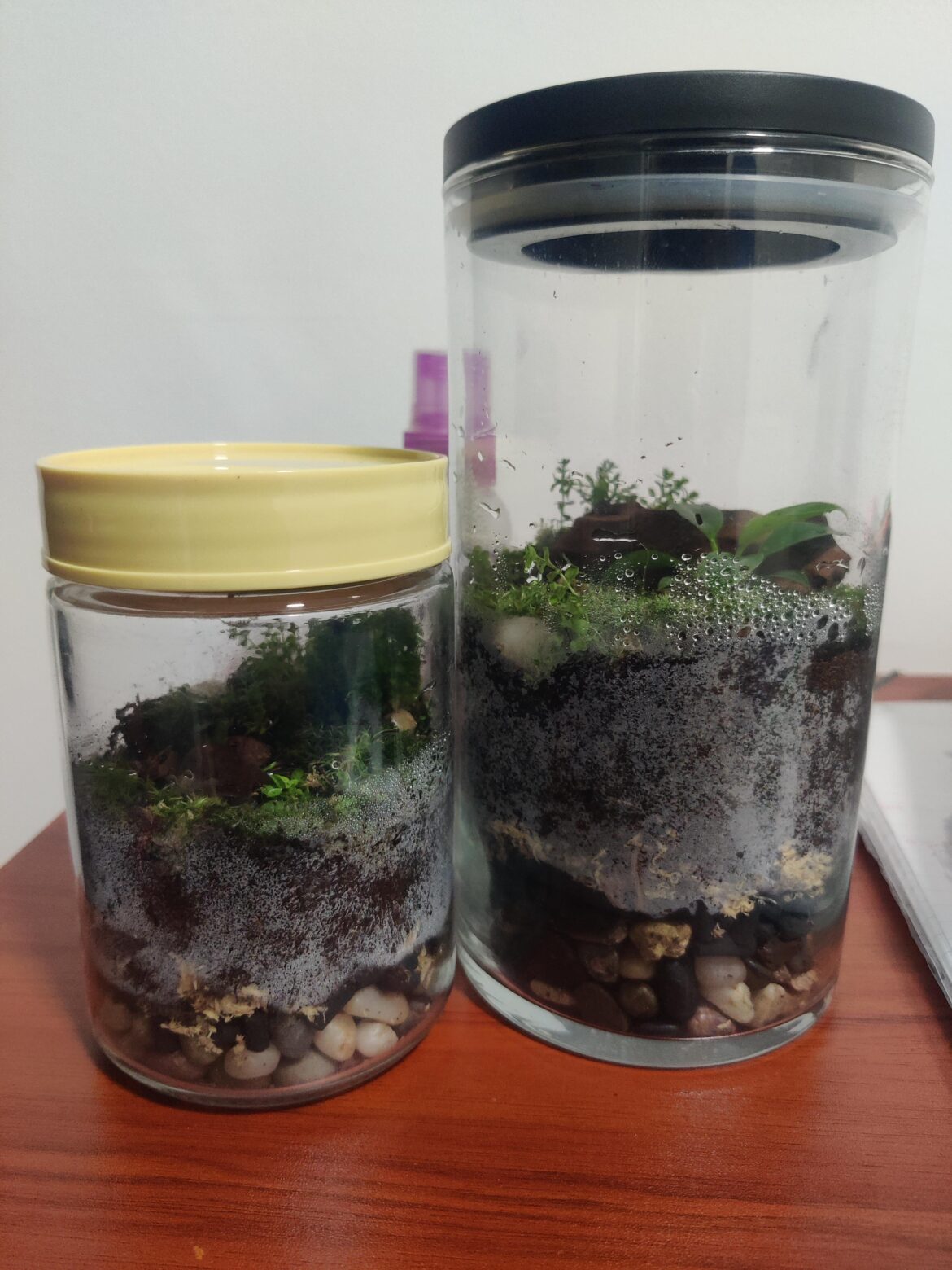 Beginner closed terrarium