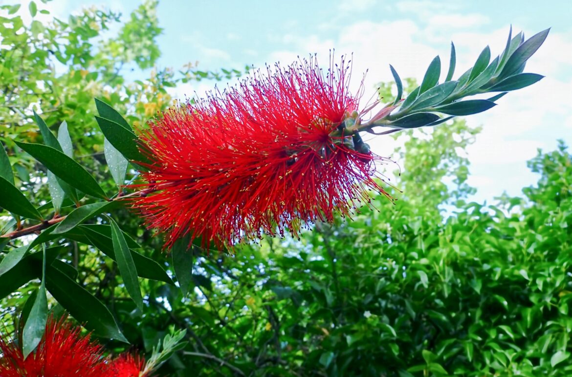 Limpiatubos(Callistemon citrinus)[OC].