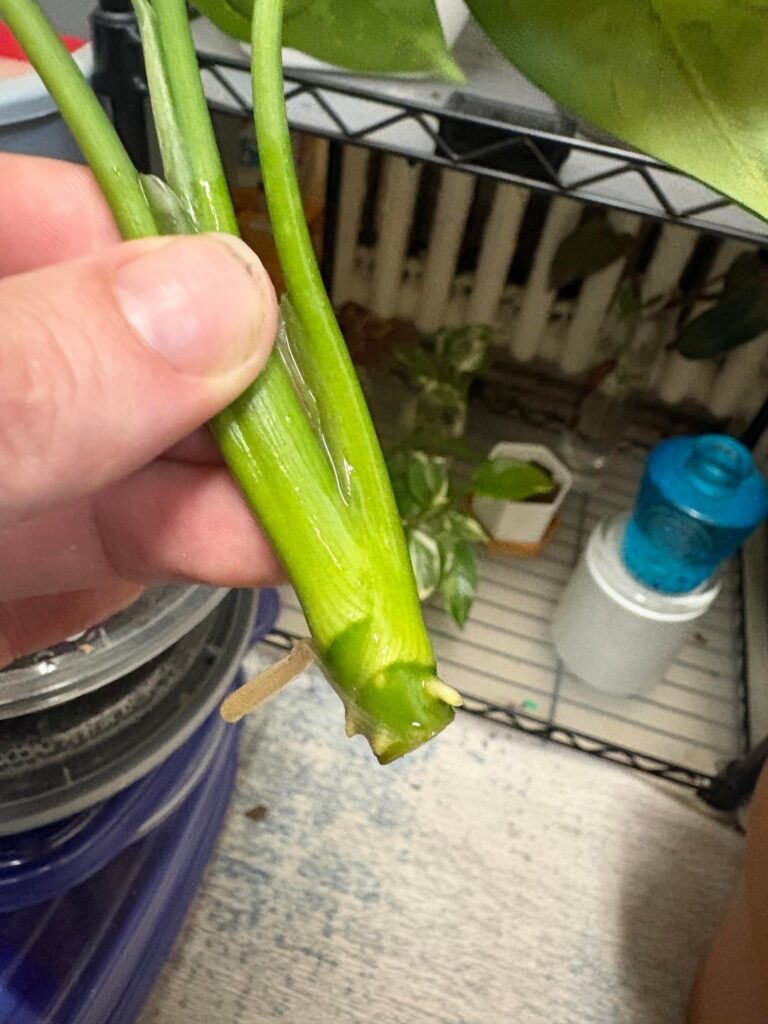 Another prop Victory!